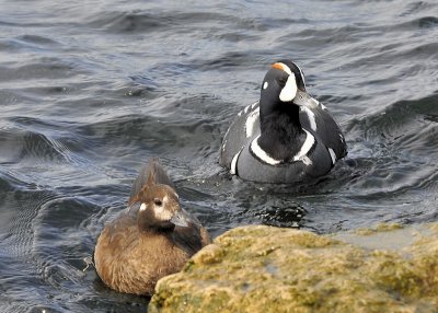 Harlequin Ducks
