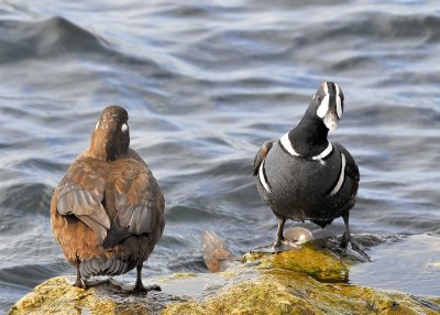 Harlequin Ducks