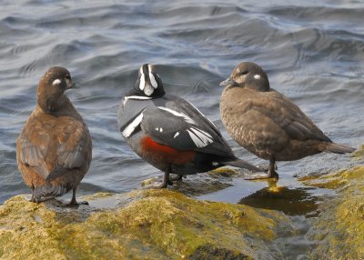 Harlequin Ducks