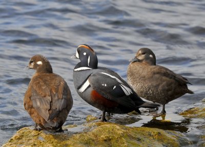 Harlequin Ducks