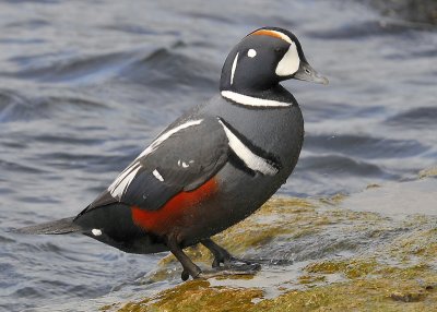 Harlequin Duck Male