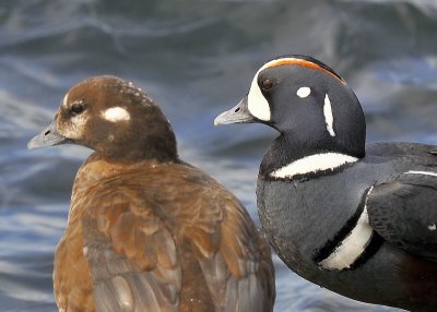 Harlequin Ducks