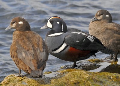Harlequin Ducks