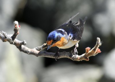 Barn Swallow female