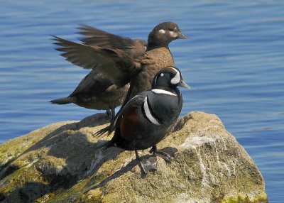 Harlequin Ducks