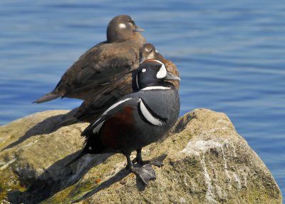 Harlequin Ducks