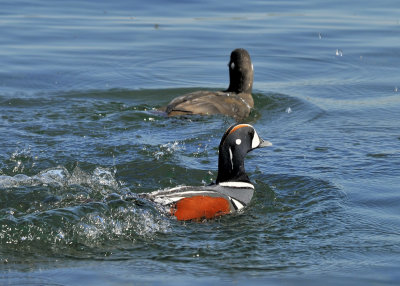 Harlequin Ducks