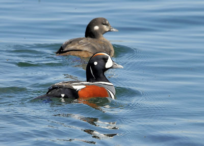 Harlequin Ducks