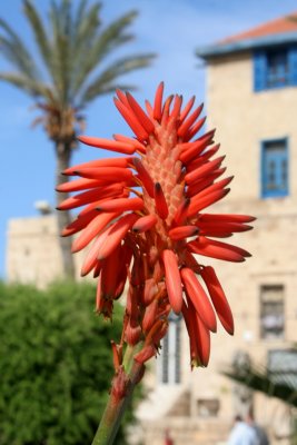 Old Jaffa, Tel Aviv-Yafo