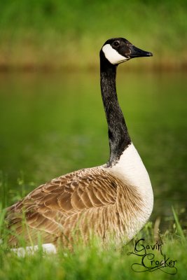 cangoose.jpg