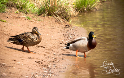 twoducksonelake.jpg