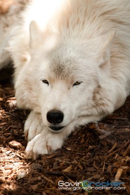 whitefang.jpg
