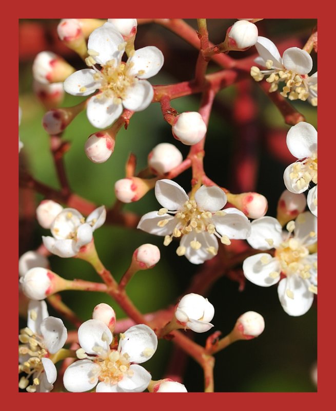 Red-Tip Photinia