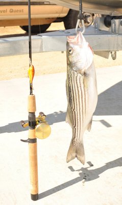 Silverwood Striper