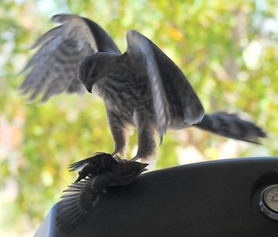 birds