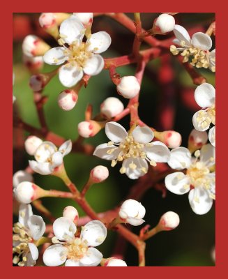 Red-Tip Photinia