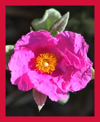 Rock Rose