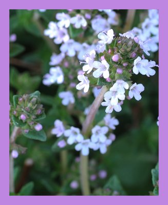Thyme