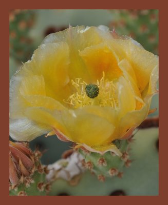 Yellow Cactus Flower