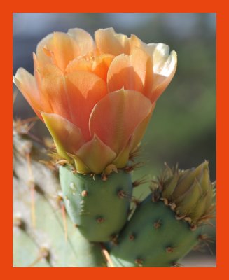 Orange Cactus Flower