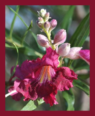 Burgundy Desert Willow
