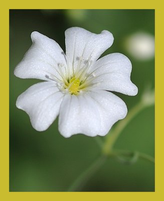 Babys Breath.jpg