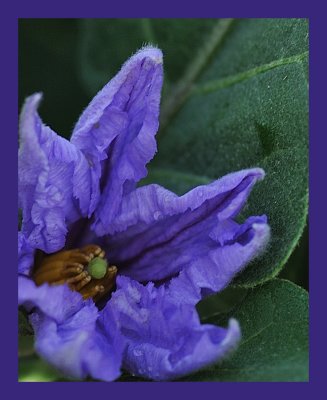 Eggplant.jpg