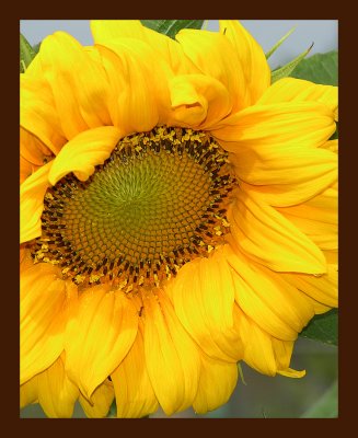 Sunflower.jpg