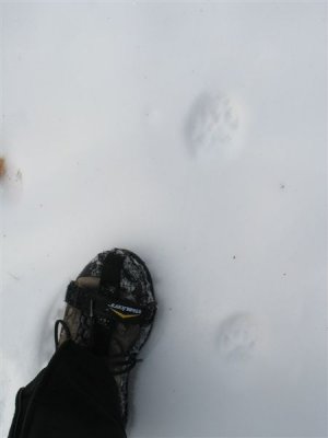 Animal footprints.jpg