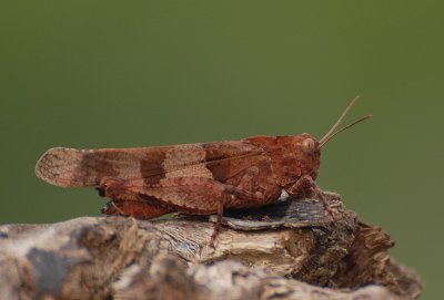 blauwvleugelsprinkhaan Duitsland