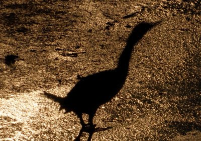 Cormorant shadow