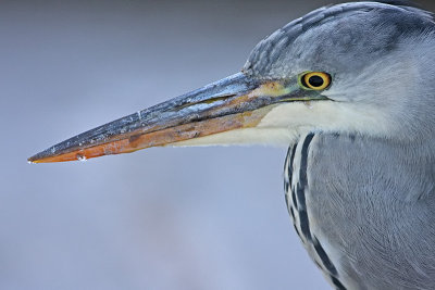 bl-reiger2.jpg