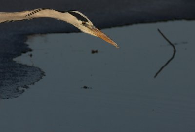 blauwe-reiger1.jpg