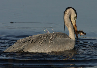 blauwe-reiger2.jpg