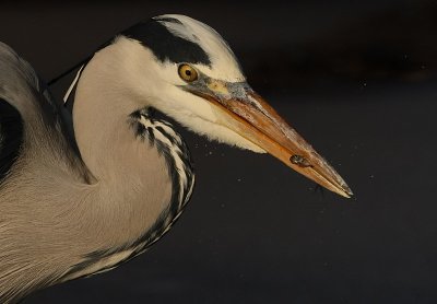 Blauwe Reiger