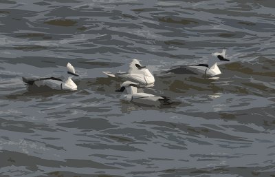 nonnetjes.jpg