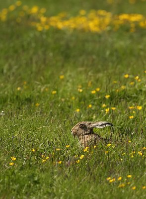 haast-lente.jpg