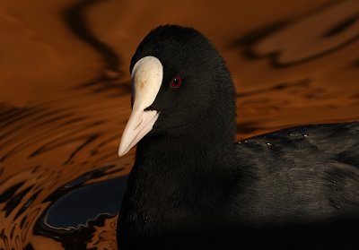 meerkoet-in-lichtbundel.jpg