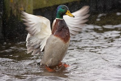 wilde-spetters.jpg