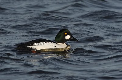 goldeneye.jpg