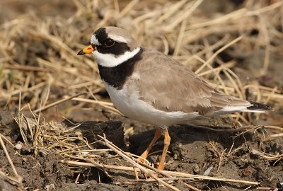 Ringed Plover