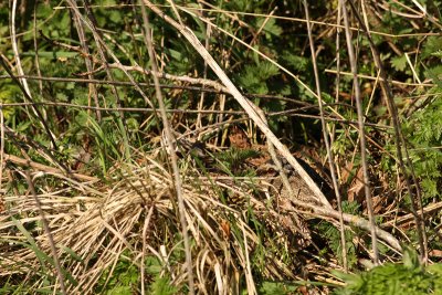 wilde-op-nest.jpg