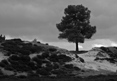 grove-den-1