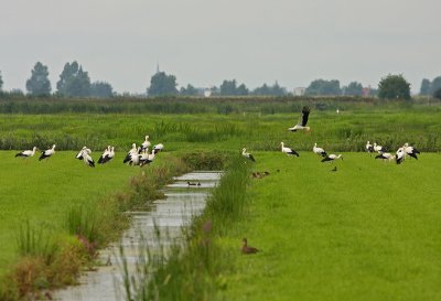 70-ooievaars-brandermeer.jpg