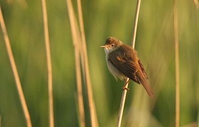 Kleine Karekiet