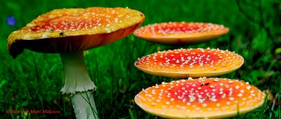 Fly Agarices