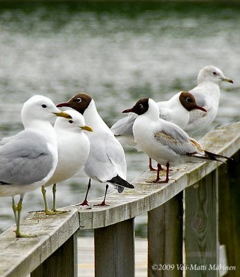 Gulls