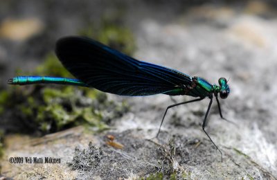 Damselfly male