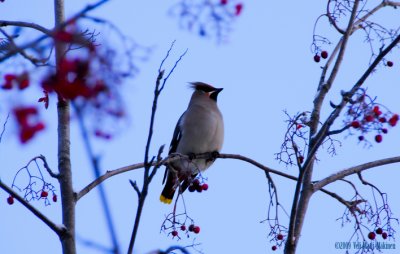 Waxwing