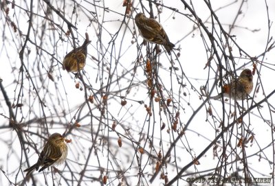 Common Redpoll (Carduelis flammea)